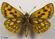 C.silvicola_3_isp