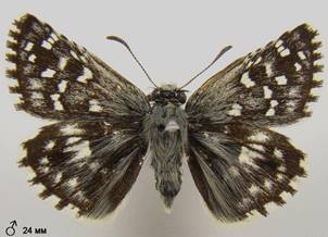 P.malvae_1_zam