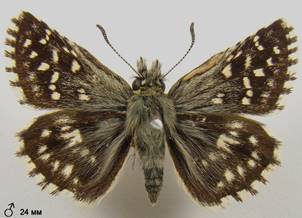 P.malvae_3
