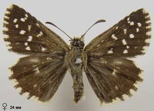P.malvae_7