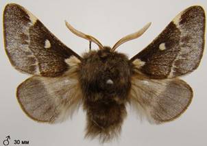 E.lanestris_1
