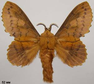 G.quercifolia_4