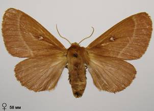 L.trifolii_3