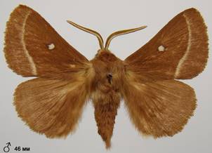 L.trifolii_5