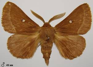L.trifolii_6