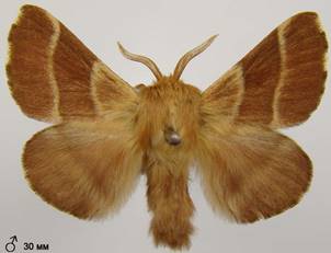 M.neustria_10