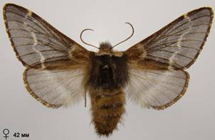 P.populi_2