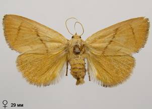 A.limacodes_1