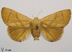 A.limacodes_2