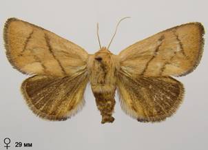 A.limacodes_3