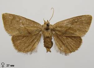 A.limacodes_4