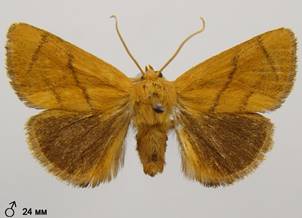 A.limacodes_5