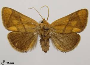 A.limacodes_6