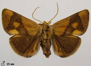 A.limacodes_7