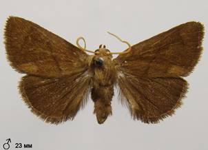 A.limacodes_8