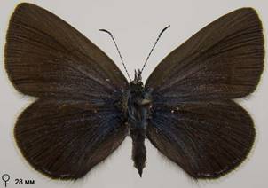 P.optilete_5