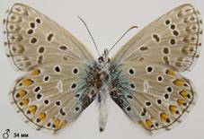 L.bellargus_1_isp