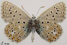 L.bellargus_4_isp