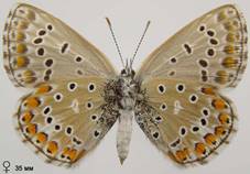 L.bellargus_7_isp