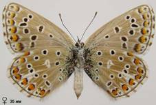 L.bellargus_9_isp