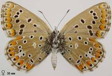 L.bellargus_8_isp