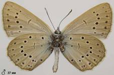 M.teleius_5_isp