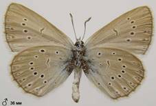 M.teleius_7_isp