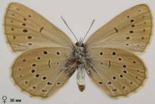 M.teleius_9_isp