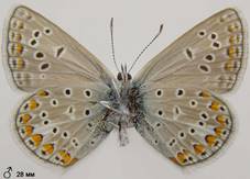 P.thersites_2_isp