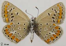 P.thersites_5_isp