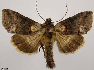 A.asclepiadis_2