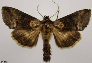 A.asclepiadis_3