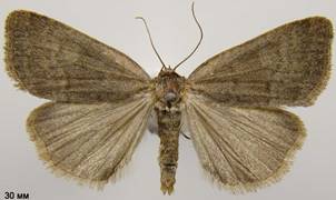 A.caliginosa_3