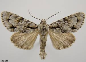 A.cuspis_4