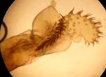 A.cuspis_seria_1_ed