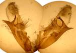 A.cuspis_seria_2_val