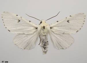 A.leporina_1