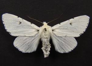 A.leporina_1.
