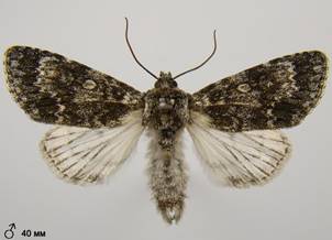 S.megacephala_7