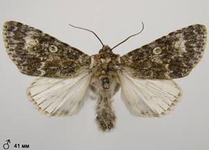S.megacephala_9