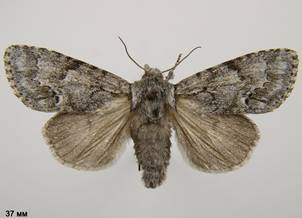 A.menyanthidis_1
