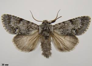 A.menyanthidis_2