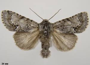A.menyanthidis_3