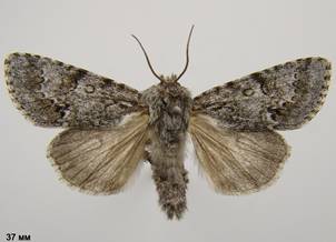 A.menyanthidis_4