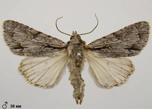 A.tridens_1