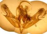 A.tridens_1_gen