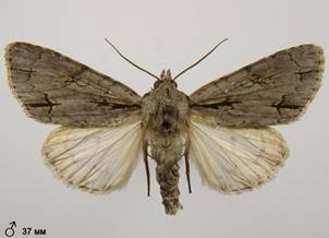 A.tridens_2