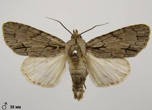 A.tridens_3