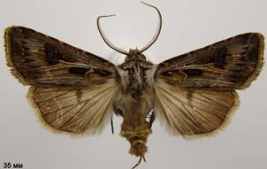 A.vestigialis_1