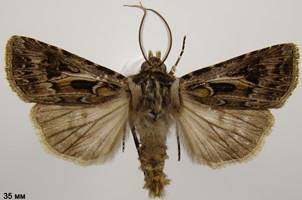 A.vestigialis_2